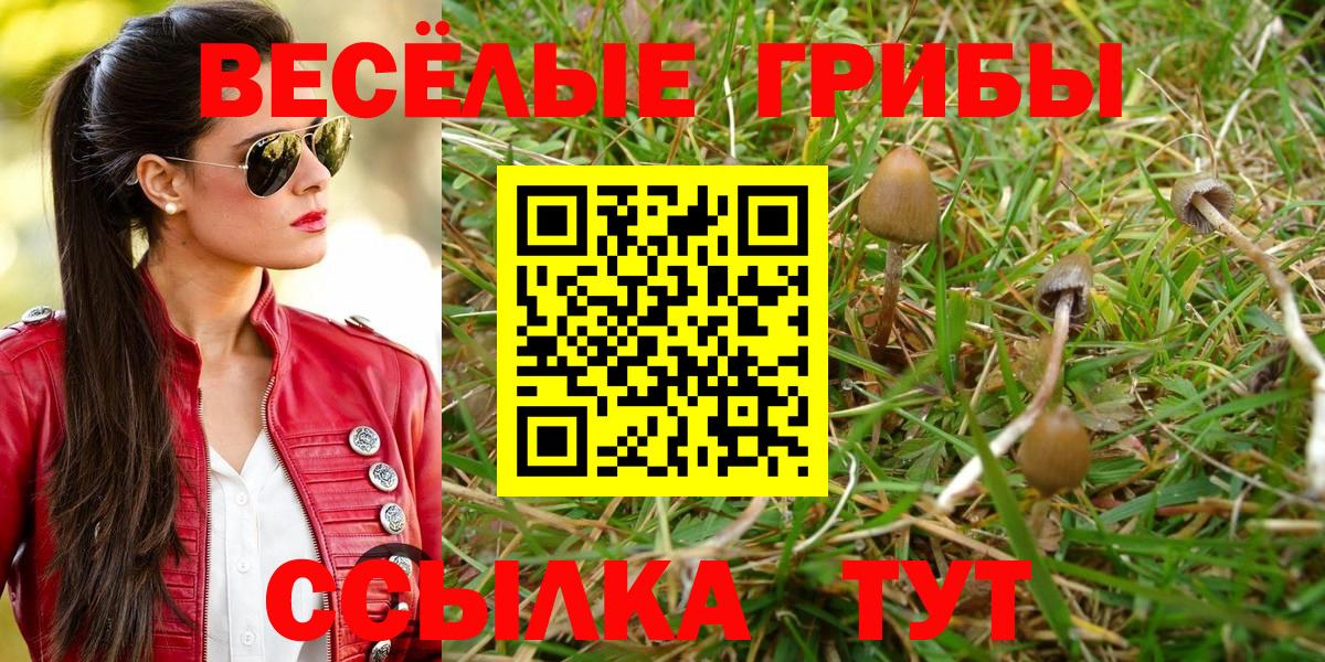 Куйбышев  Псилоцибиновые грибы прущие грибы  Вход с VPN  Галлюциногенные грибы GOLDEN TEACHER 